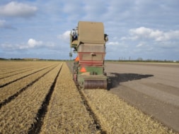 Covering the fields with Straw